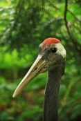 Jeřáb japonský (mandžuský)( Grus japonensis). ZOO Jihl