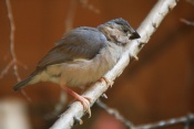 Rýžovník šedý (Padda oryzivora). ZOO Jihlava