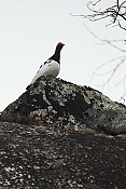 Bělokur rousný (tundrový) (Lagopus lagopus)