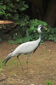 Jeřáb panenský (Anthropoides virgo). ZOO Jihlava
