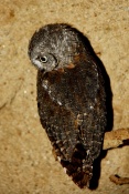 Výreček malý (Otus scops). ZOO Jihlava