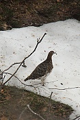 Bělokur rousný (tundrový) ♀ (Lagopus lagopus)