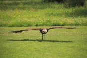 Orel bělohlavý (Haliaeetus leucocephalus). ZOO Jihlava