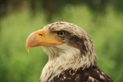 Orel bělohlavý (Haliaeetus leucocephalus). ZOO Jihlava