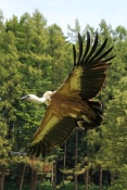 Sup bělohlavý (Gyps fulvus). ZOO Jihlava