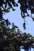 Pěnkava jikavec (Fringilla montifringilla)