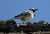 Konipas bílý (Motacilla alba) ). Těšenov