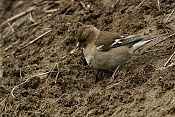 Pěnkava jikavec (Fringilla montifringilla)