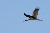 Čáp černý (Ciconia nigra). Těšenov