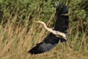 Volavka popelavá (Ardea cinerea). Těšenov