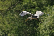 Volavka popelavá (Ardea cinerea). Těšenov