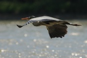 Volavka popelavá (Ardea cinerea). Těšenov