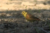 Strnad obecný (Emberiza citrinella). Těšenov