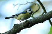 Sýkora modřinka (Cyanistes caeruleus). Těšenov