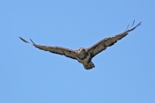 Káně lesní (Buteo buteo) . Těšenov