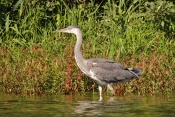 Volavka popelavá (Ardea cinerea). Těšenov