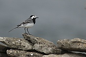 Konipas bílý (Motacilla alba)