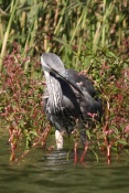Volavka popelavá (Ardea cinerea). Těšenov
