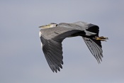 Volavka popelavá (Ardea cinerea). Těšenov