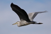 Volavka popelavá (Ardea cinerea). Těšenov