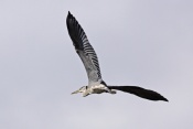 Volavka popelavá (Ardea cinerea). Těšenov