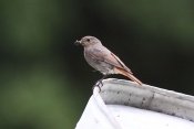 Rehek domácí (Phoenicurus ochruros). Těšenov