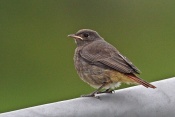 Rehek domácí (Phoenicurus ochruros). Těšenov