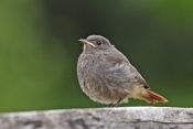 Rehek domácí (Phoenicurus ochruros). Těšenov