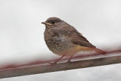 Rehek domácí (Phoenicurus ochruros). Těšenov