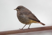 Rehek domácí (Phoenicurus ochruros). Těšenov
