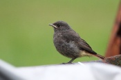 Rehek domácí (Phoenicurus ochruros). Těšenov
