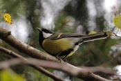 Sýkora koňadra (Parus major). Těšenov