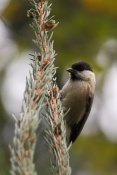 Sýkora babka (Parus palustris). Těšenov