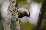 Sýkora babka (Parus palustris). Těšenov