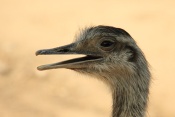 Nandu pampový (Rhea americana). ZOO Vyškov