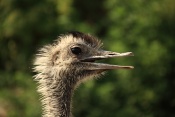 Nandu pampový (Rhea americana). ZOO Vyškov