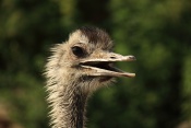 Nandu pampový (Rhea americana). ZOO Vyškov