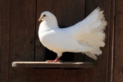Holub domácí – pávík (Columba livia domestica). ZOO Vyškov