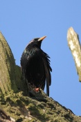 Špaček obecný (Sturnus vulgaris). ZOO Vyškov