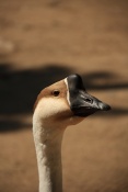 Husa labutí (Anser cygnoides). ZOO Vyškov