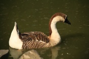 Husa landeská (Anser anser f. domestica). ZOO Vyškov