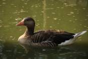 Husa landeská (Anser anser f. domestica). ZOO Vyškov