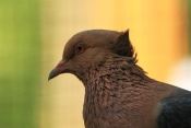 Holub domácí – hýl (Columba livia domestica). ZOO Vyškov
