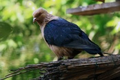 Holub domácí – hýl (Columba livia domestica). ZOO Vyškov