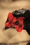 Bažant sedlatý (Lophura swinhoii). ZOO Vyškov