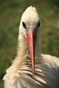 Čáp bílý (Ciconia ciconia). ZOO Vyškov