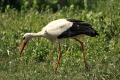 Čáp bílý (Ciconia ciconia). ZOO Vyškov