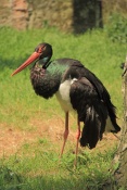 Čáp černý (Ciconia nigra). ZOO Olomouc 
