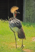 Jeřáb královský (Balearica regulorum gibbericeps). ZOO Olomouc