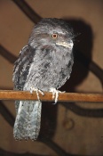 Lelkoun soví (Podargus strigoides). ZOO Olomouc